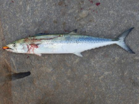 ベイト‼潮目‼…